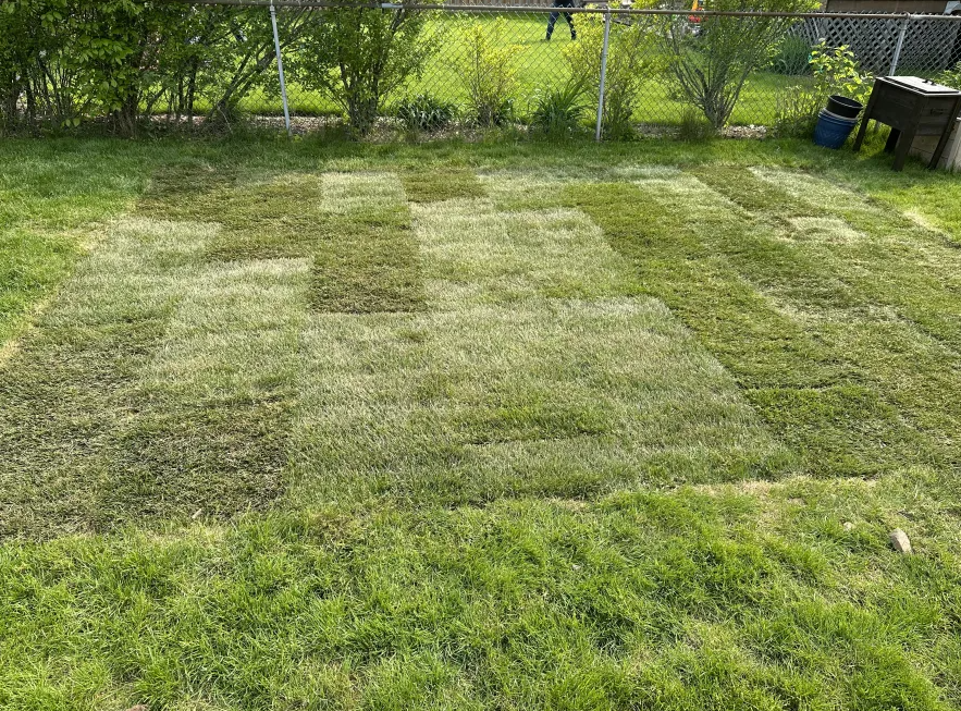 Sod installation after